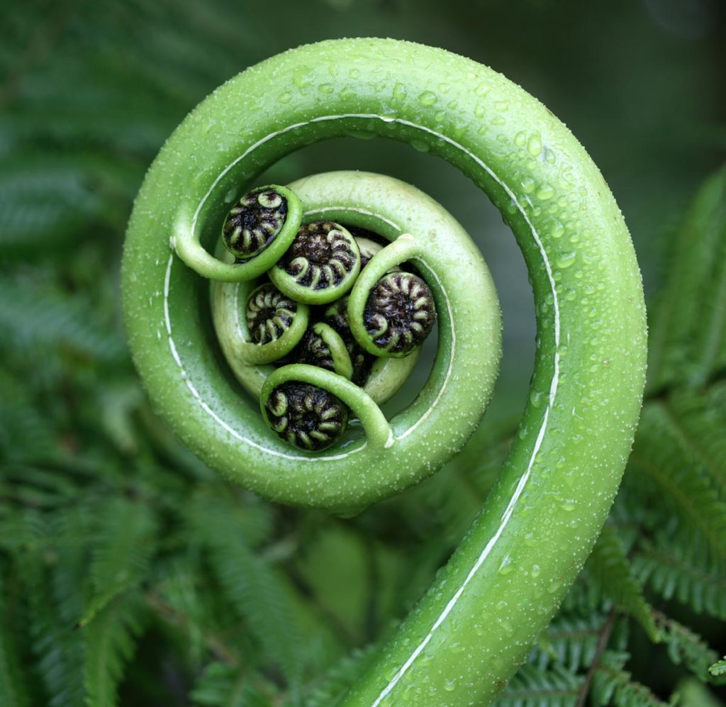 New Zealand Fern